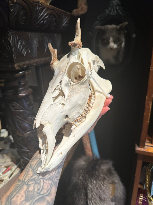 Deer skull with mandible