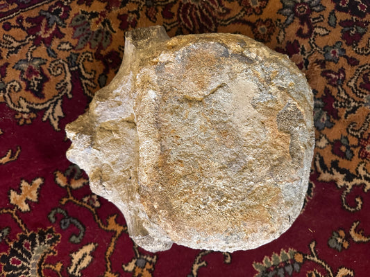 Titanosaur vertebrae fossil