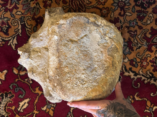 Titanosaur vertebrae fossil