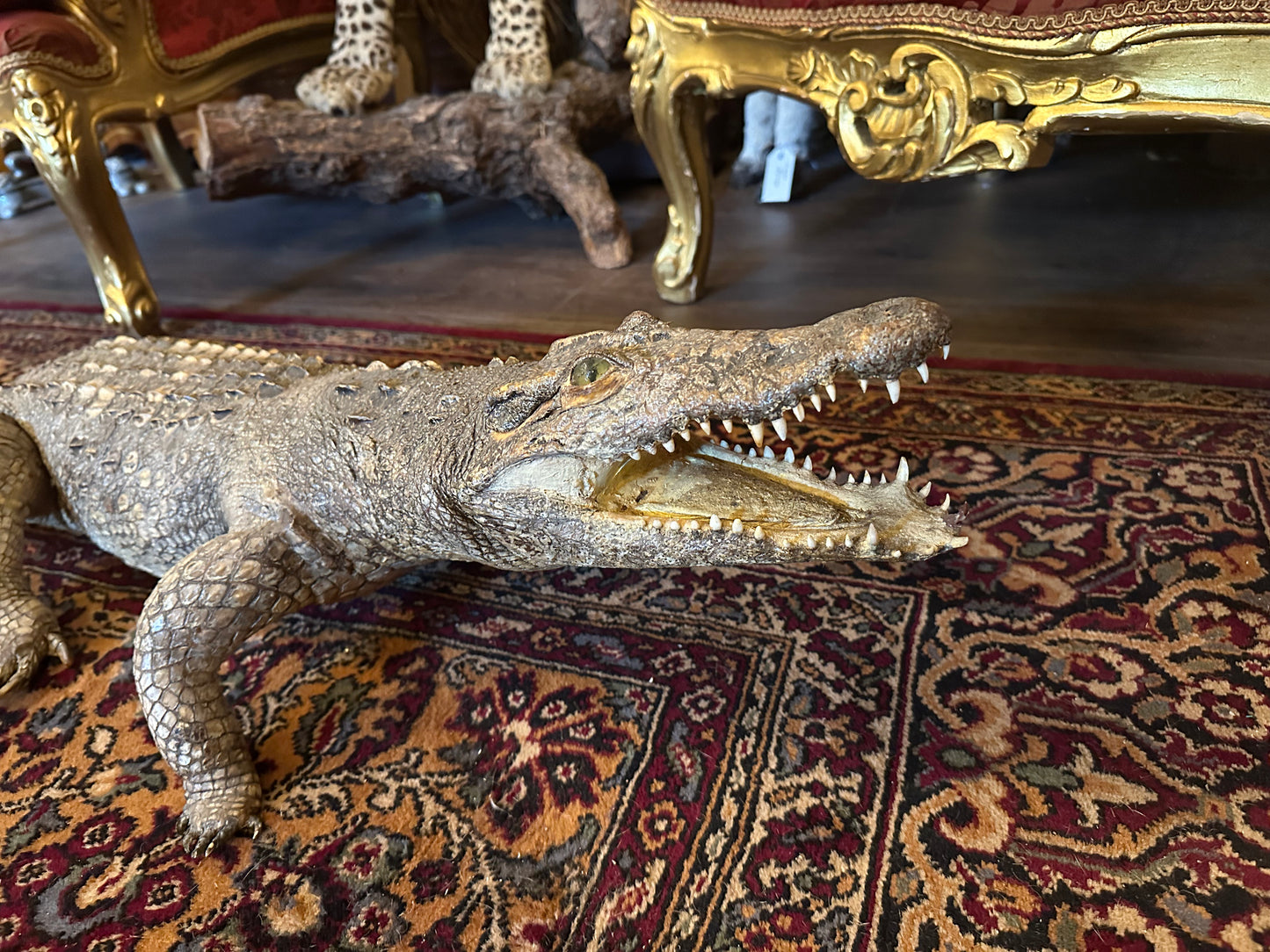 4 ft long crocodile taxidermy