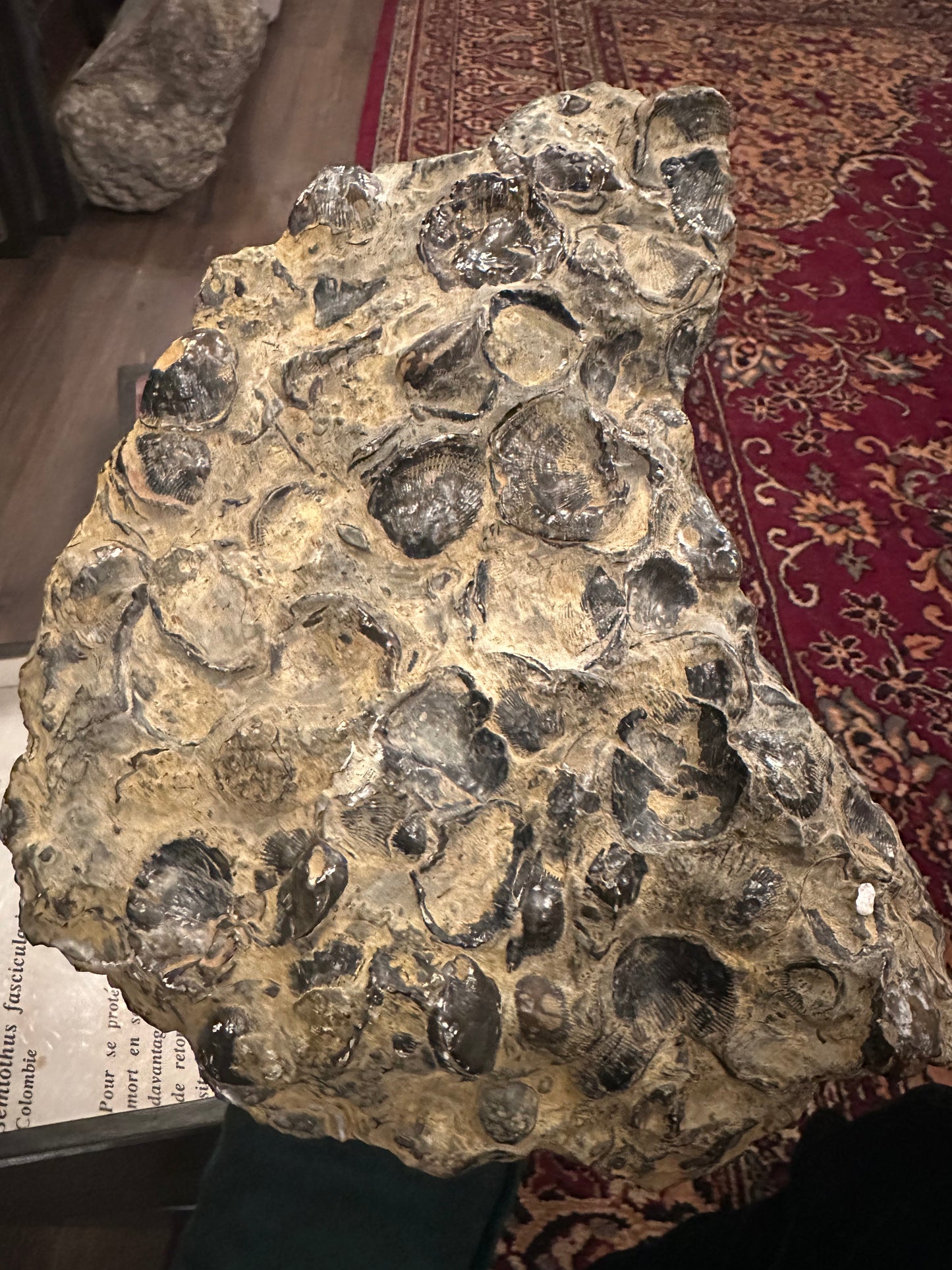 Large brachiopode plate fossil
