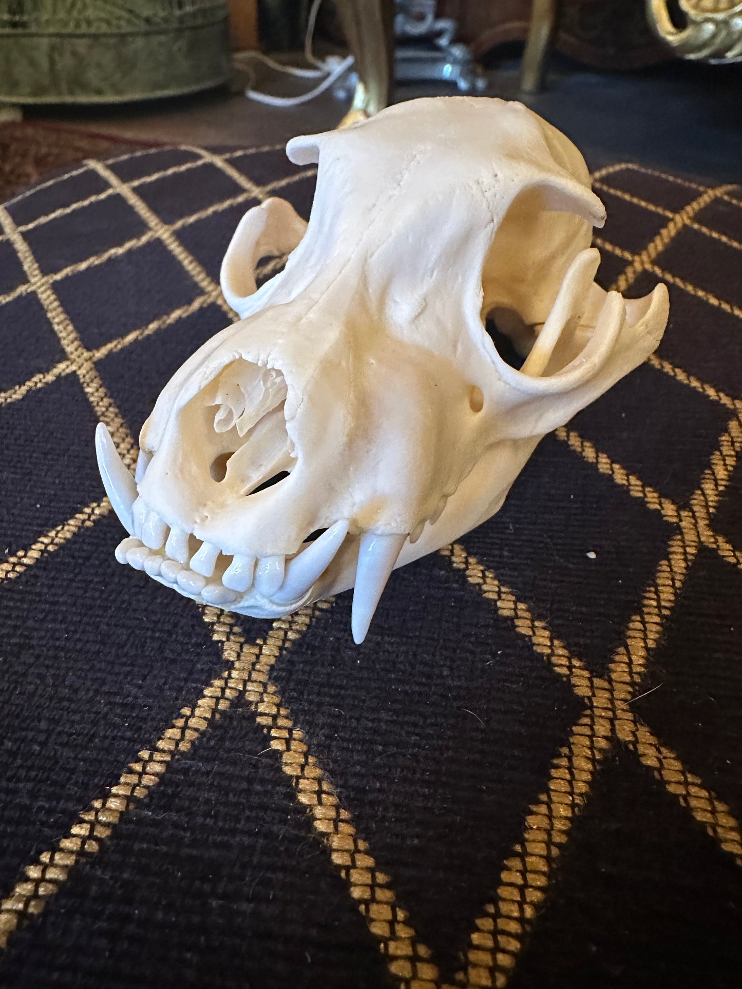 Aardwolf skull