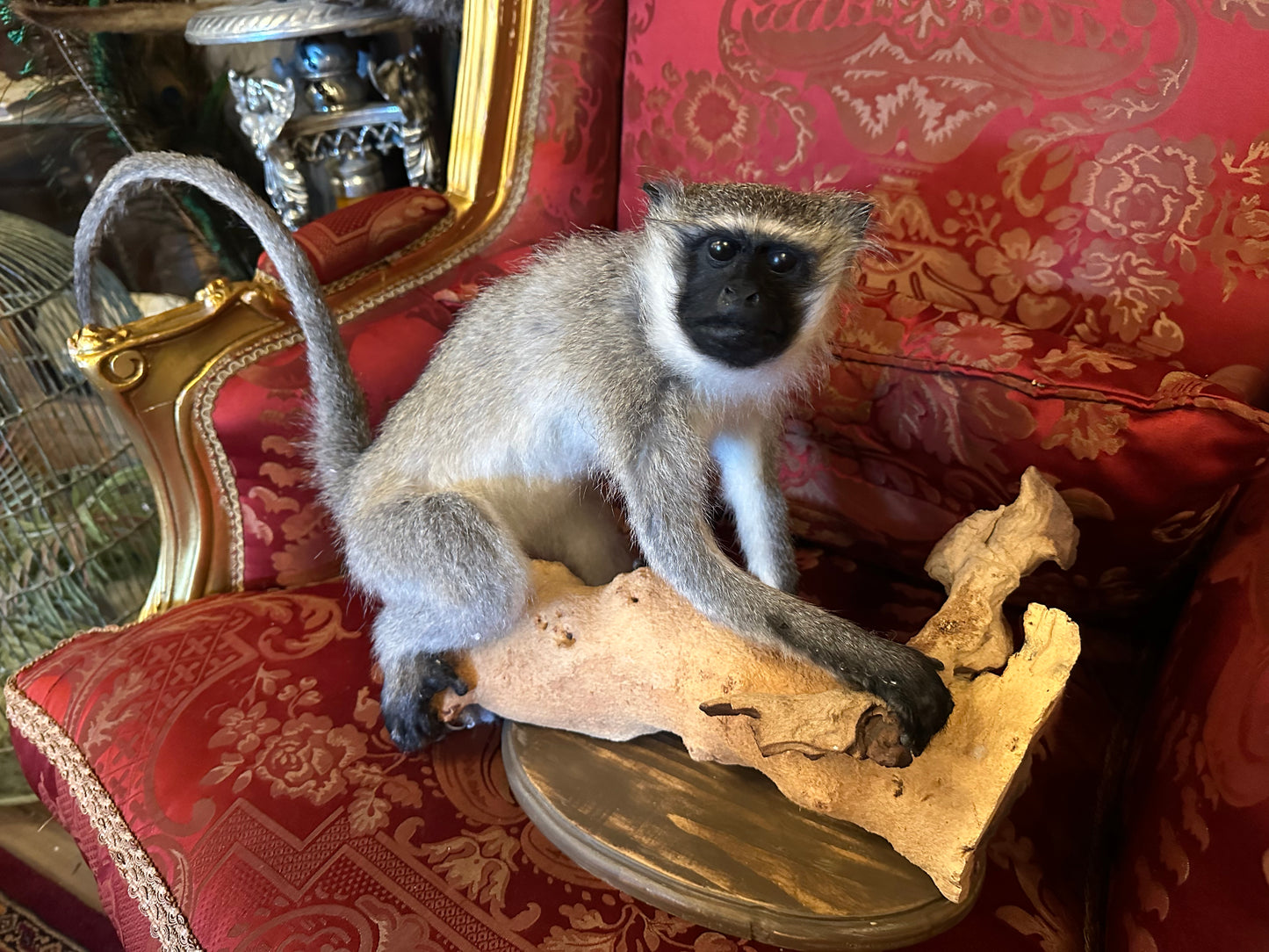 Vervet monkey taxidermy