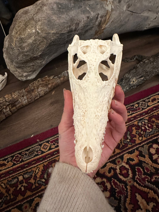 Nile croc skull