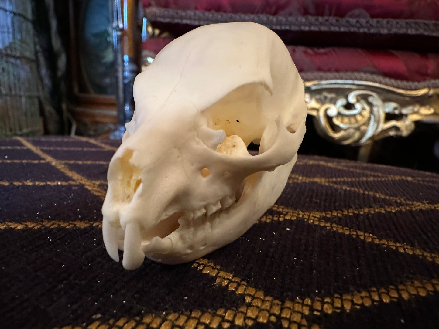 Rock hyrax skull
