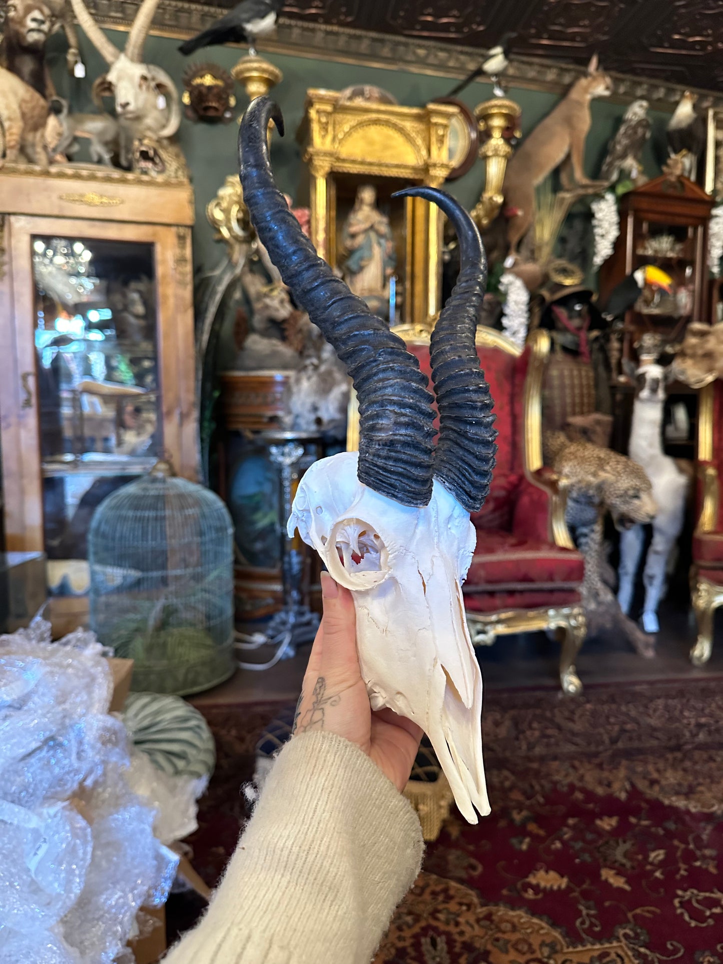Springbok skull #1