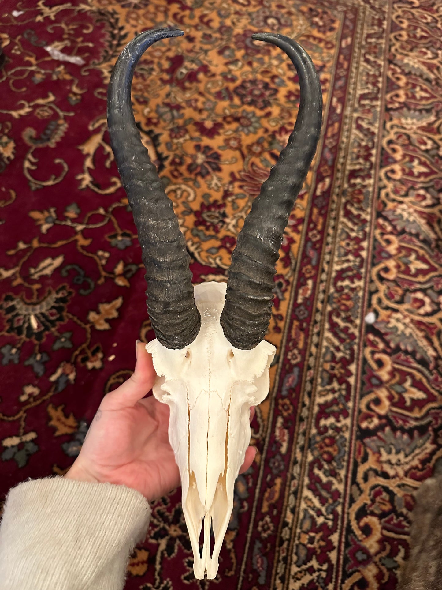 Springbok skull #2