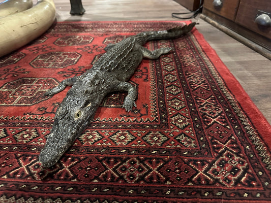 Nile crocodile taxidermy