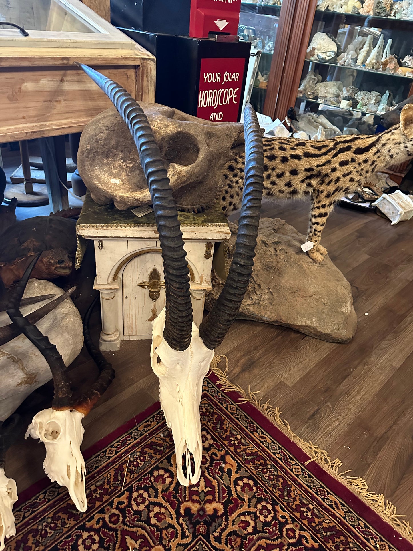 Large rare sable antilope skull