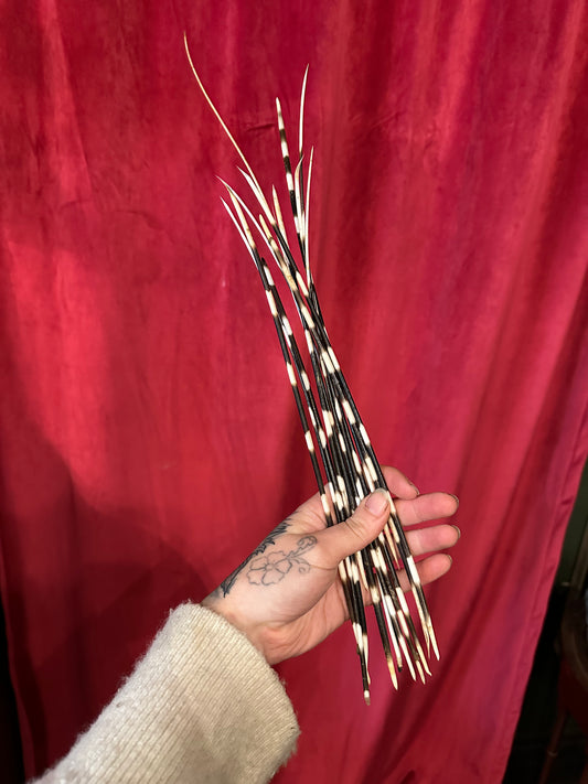 Lot of 12 long African porcupine quills