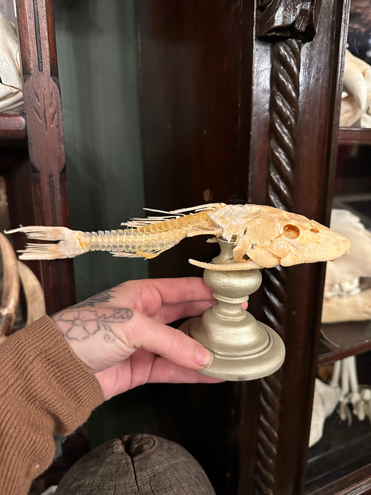 Pleco fish skeleton