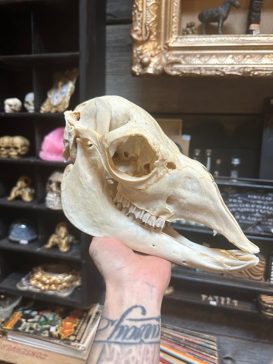 Alpaga skull