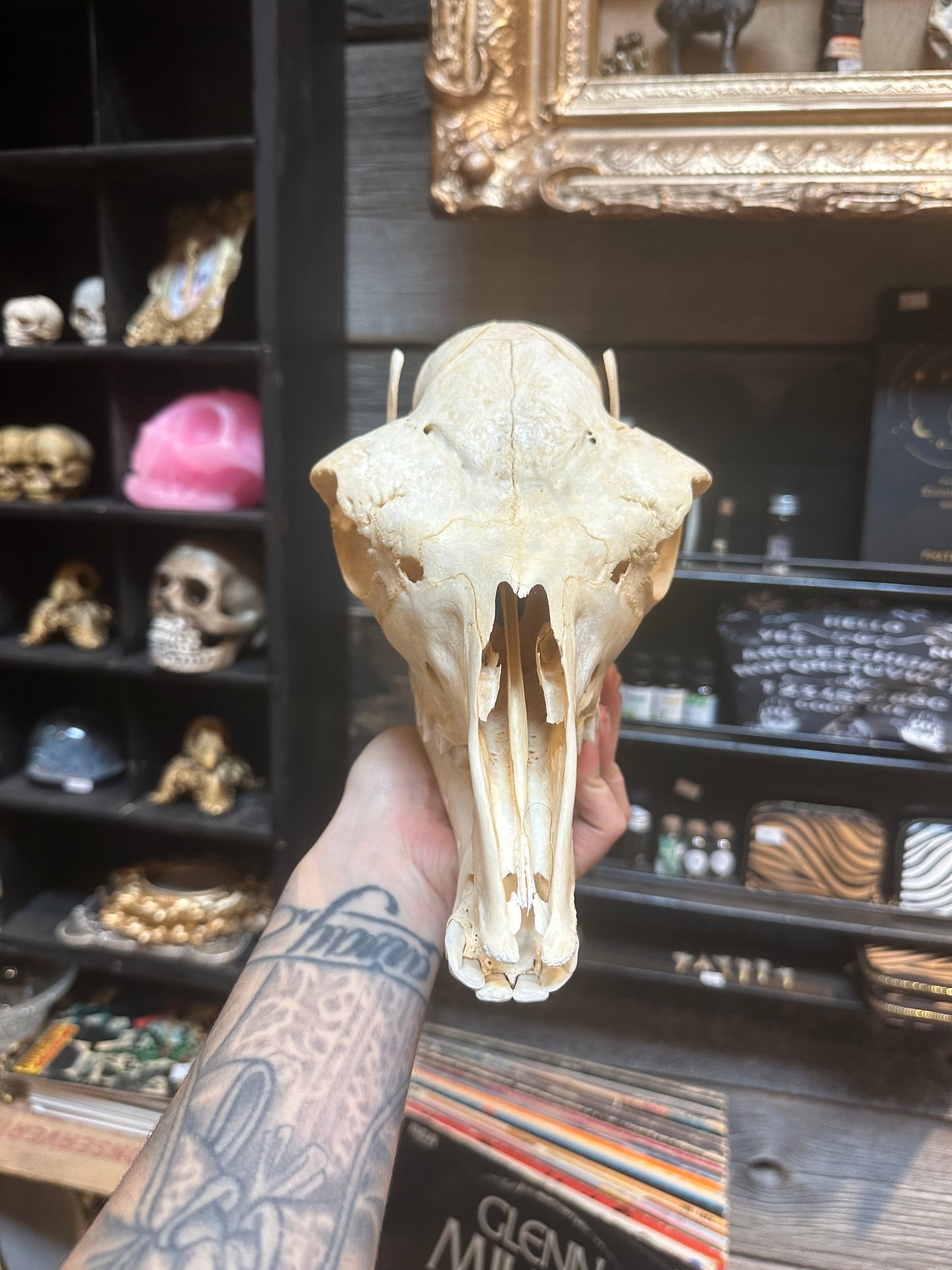 Alpaga skull