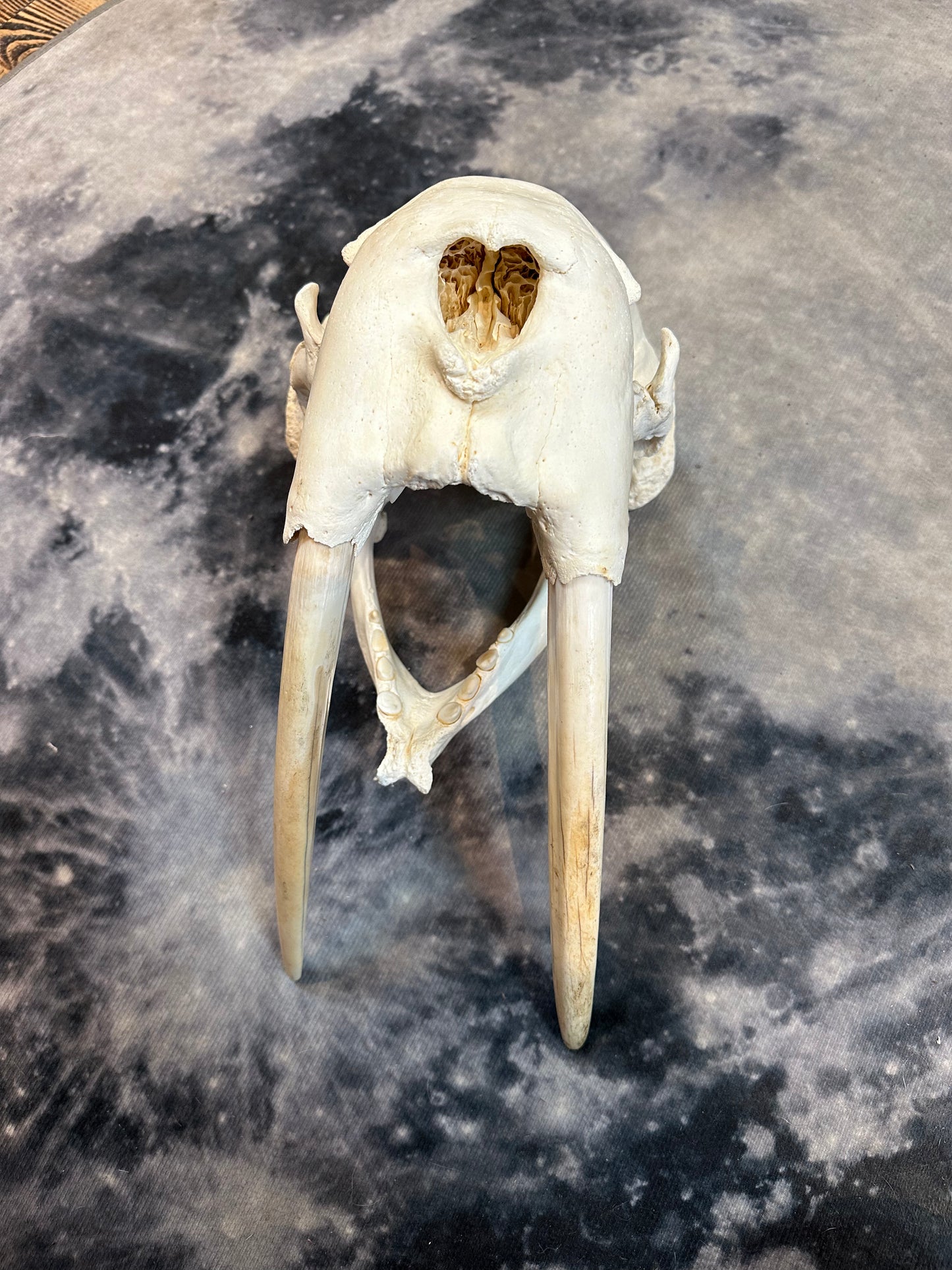 Real Walrus skull with ivory skull