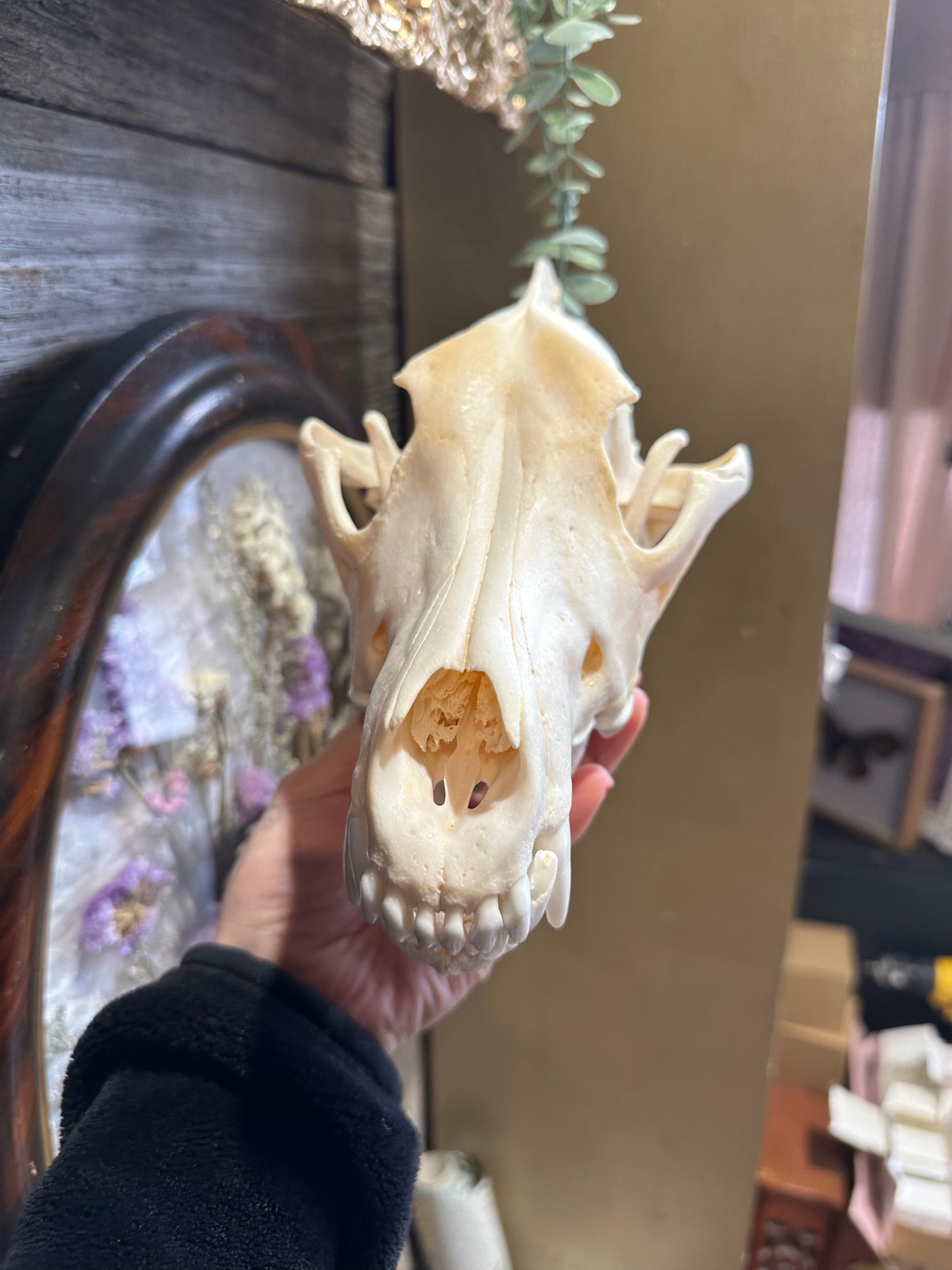 Artic Wolf skull