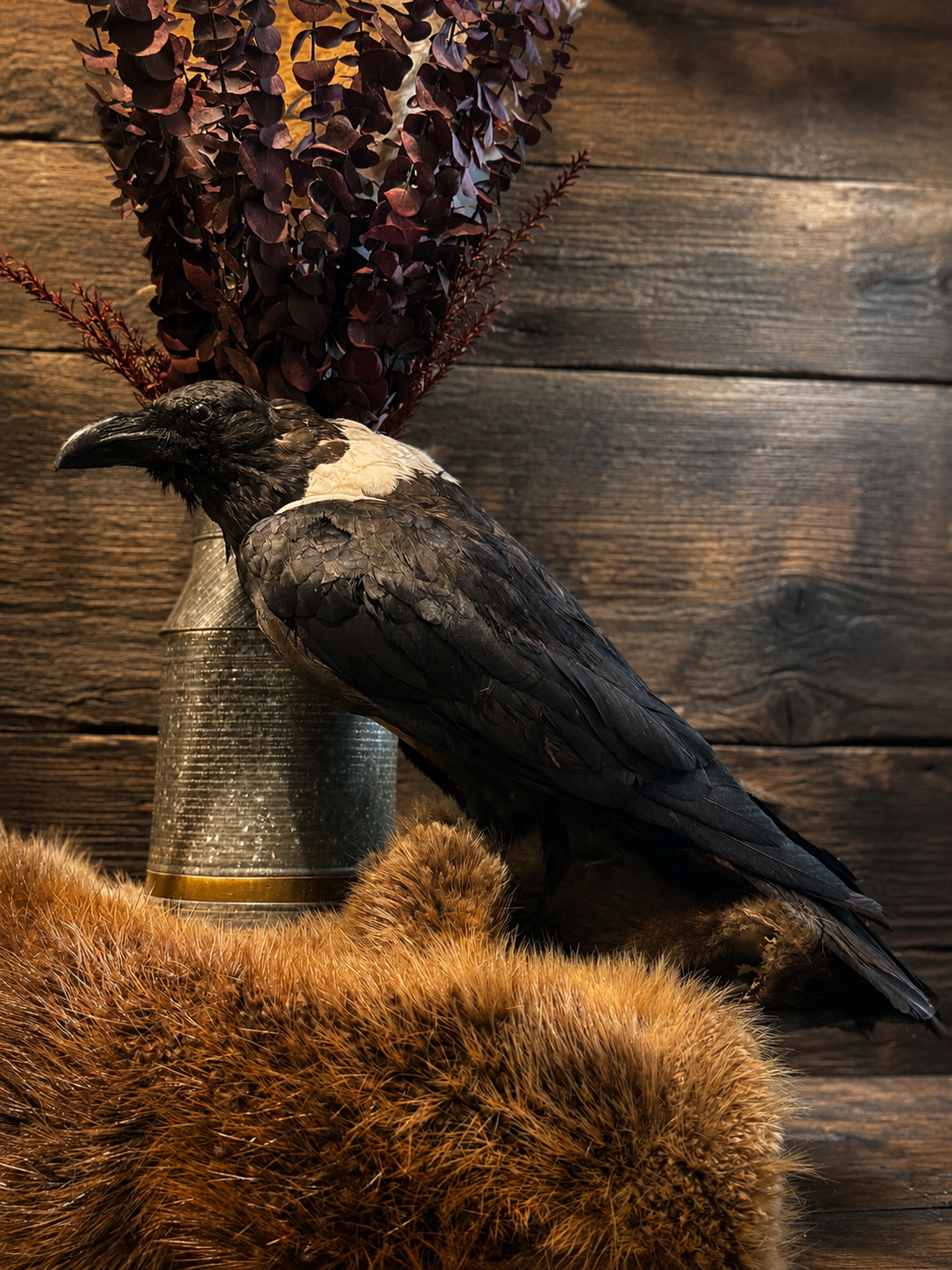 African crow Taxidermy