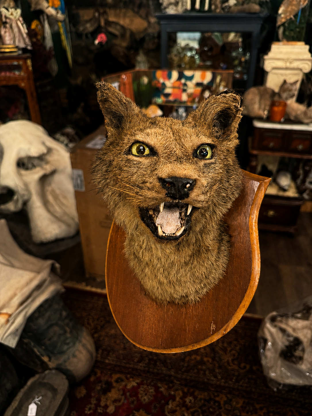 Vintage lynx Taxidermy head