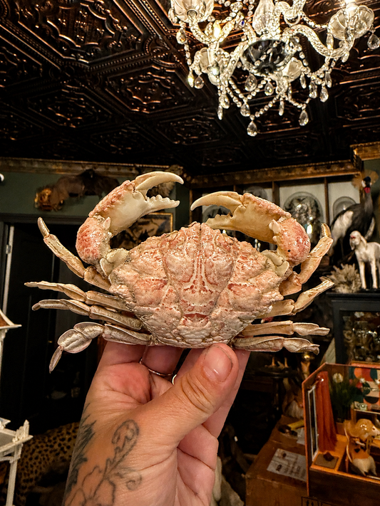 Portunidae crab Taxidermy