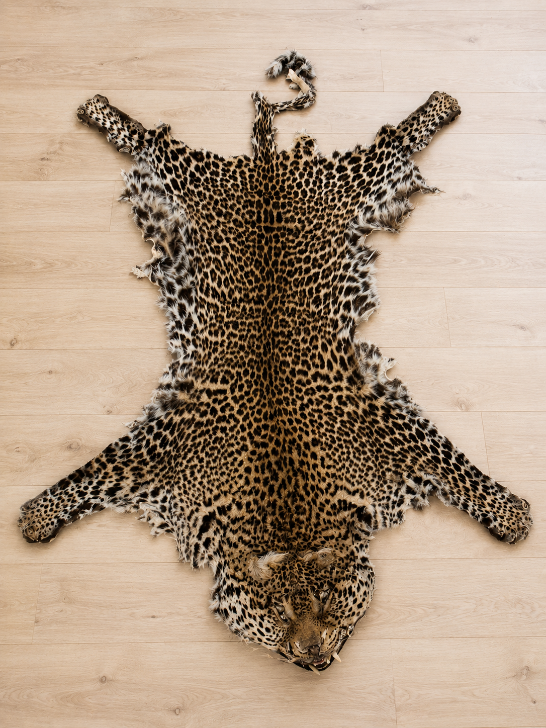 Full léopard rug claws & teeth