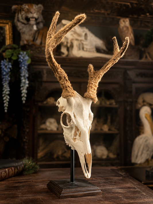 Deer skull with velvet antlers