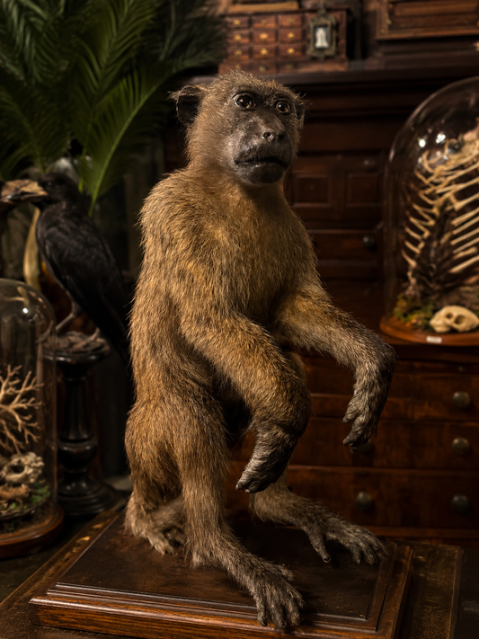 Juvenil baboon Taxidermy