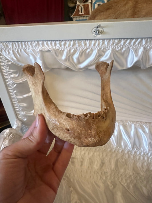 Human bone mandible