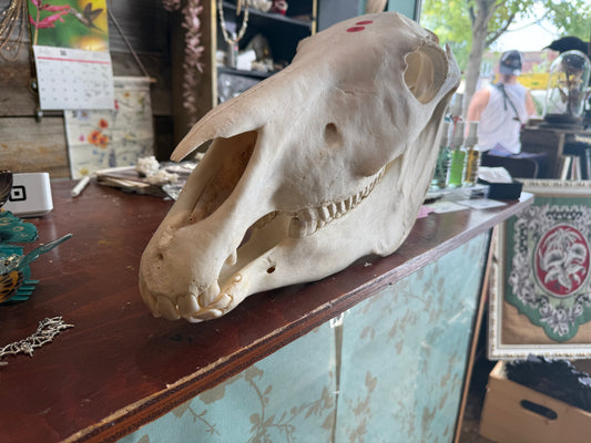 zebra skull
