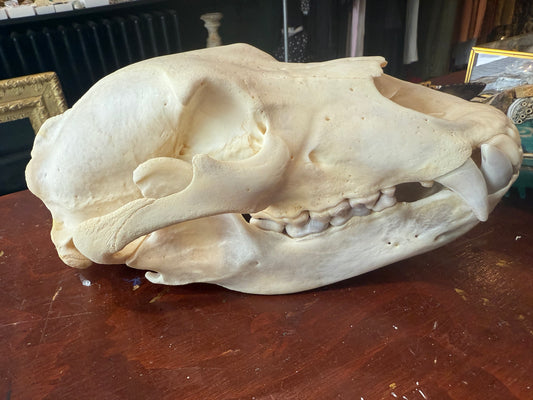Grizzly Bear skull