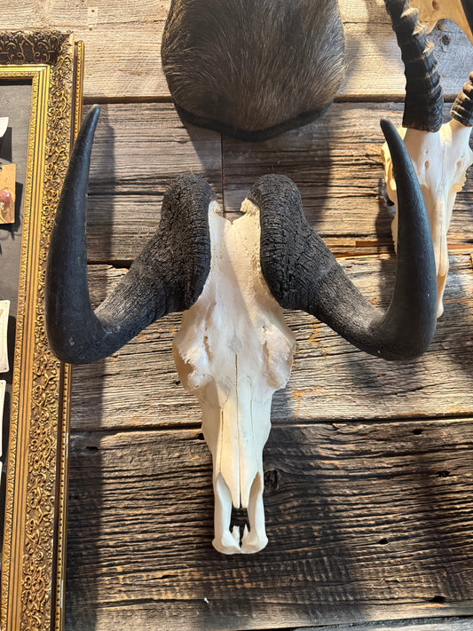 Wildebeest skull