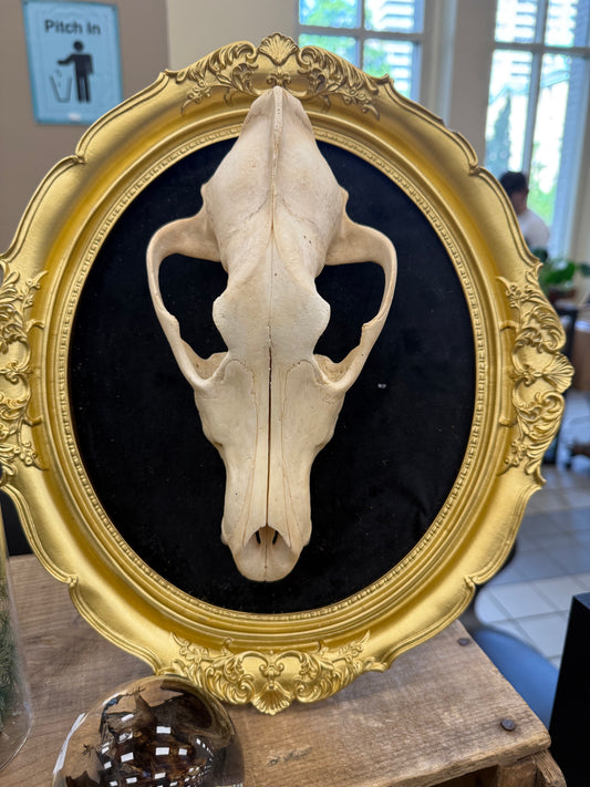 Artic Wolf skull frame