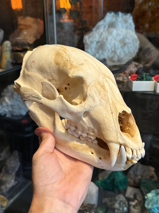 Black bear skull