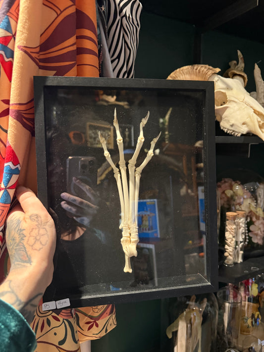 Articulated lynx paw