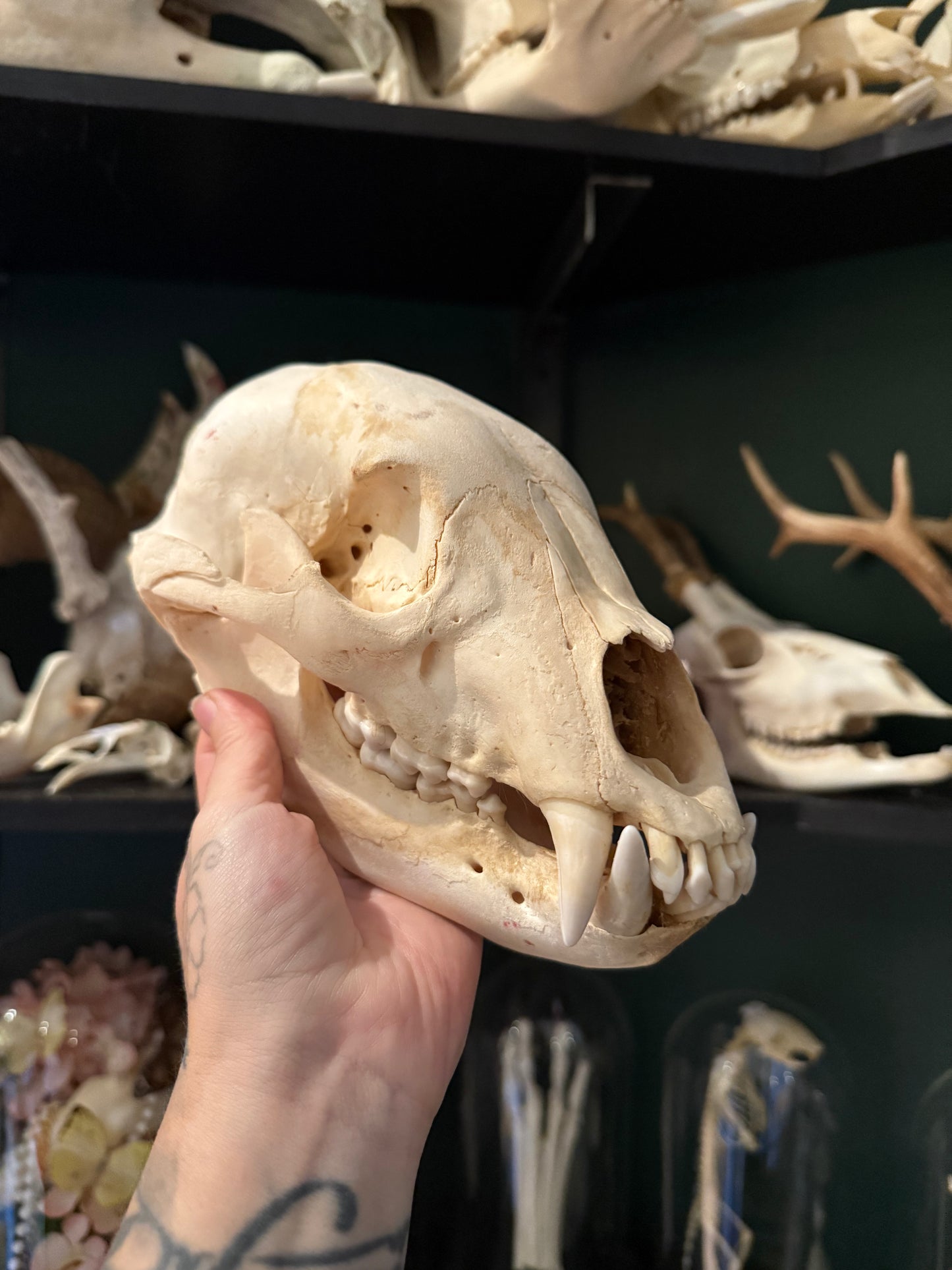 Black Bear skull
