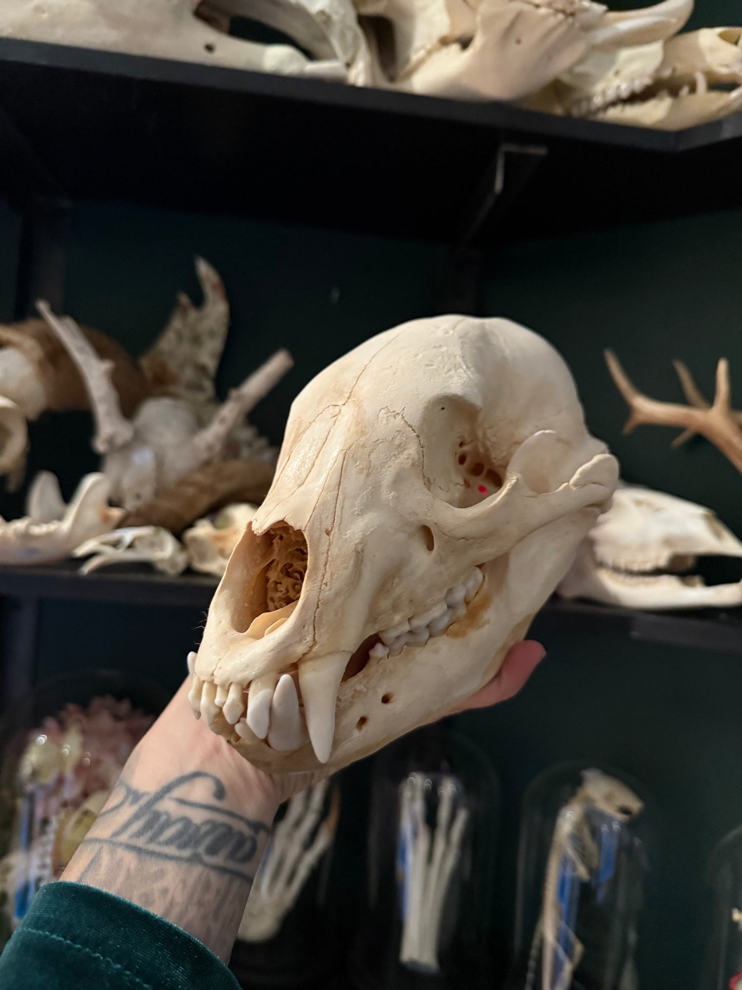Black Bear skull
