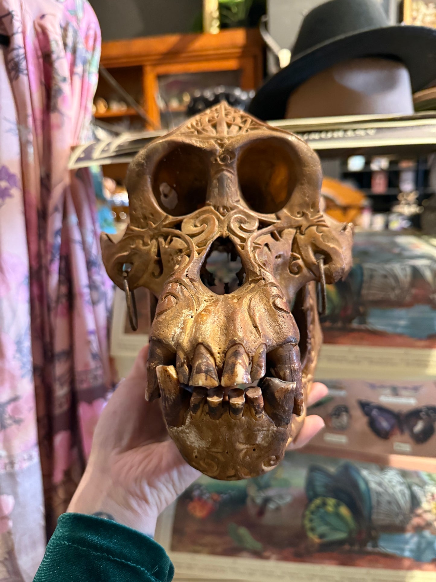 Orang outang skull dayak