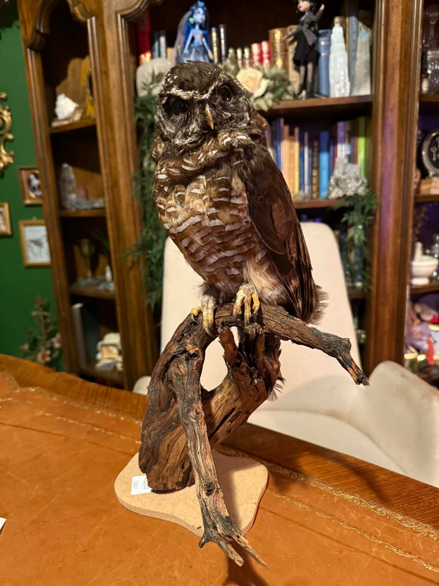 Wood owl taxidermy exotic