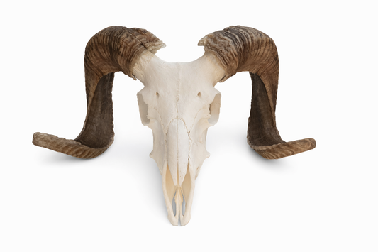 Merino ram skull