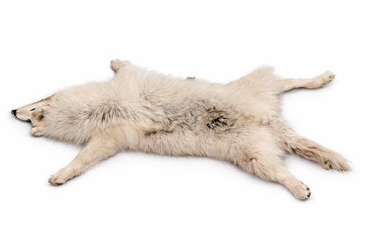 Full mountable artic wolf pelt