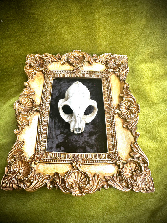 Framed cast cat skull