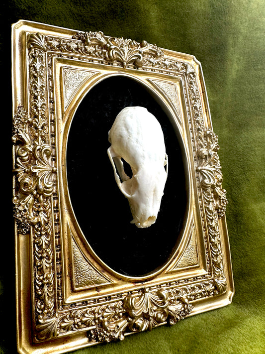 Marten skull frame