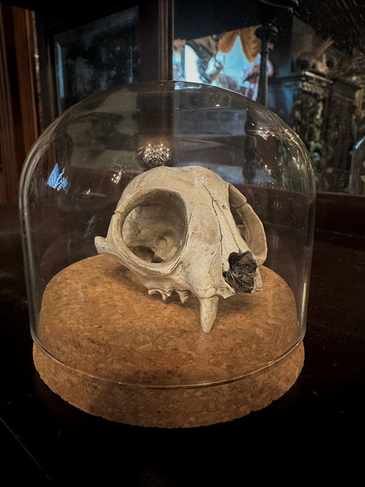 Glass dome + cat skull cast