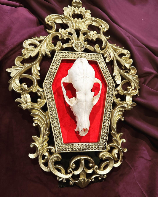 Fox skull frame