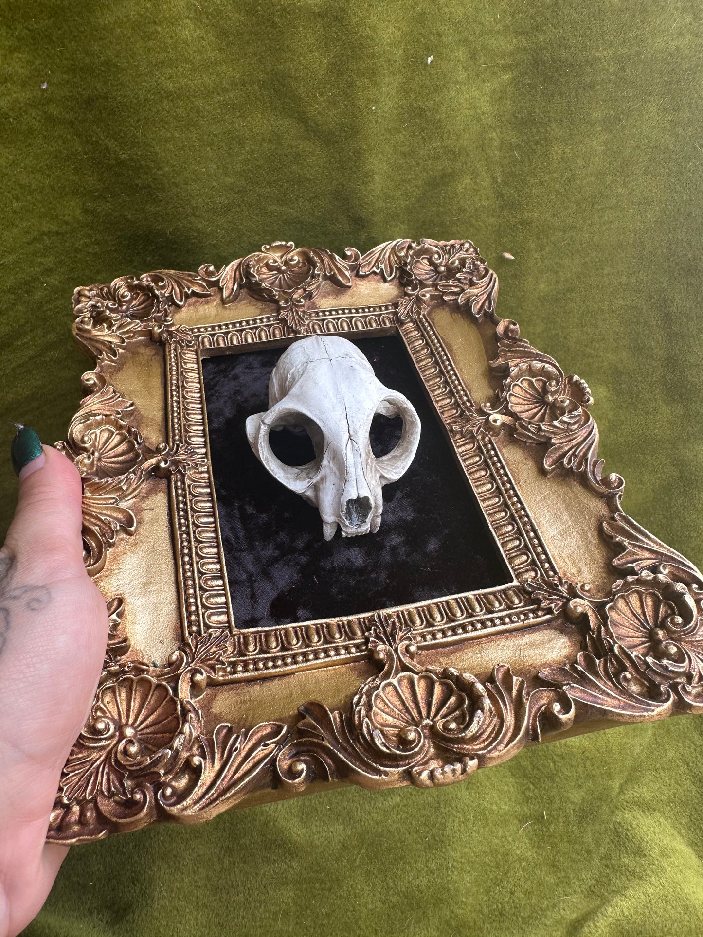 Framed cast cat skull