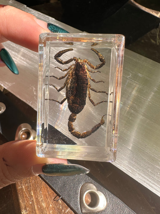 Scorpion in acrylic