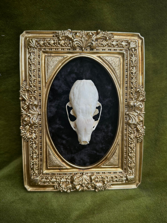 Marten skull frame