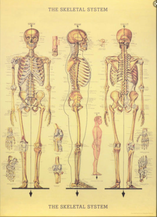 Skeletal system print