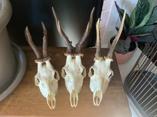 Roe deer skull