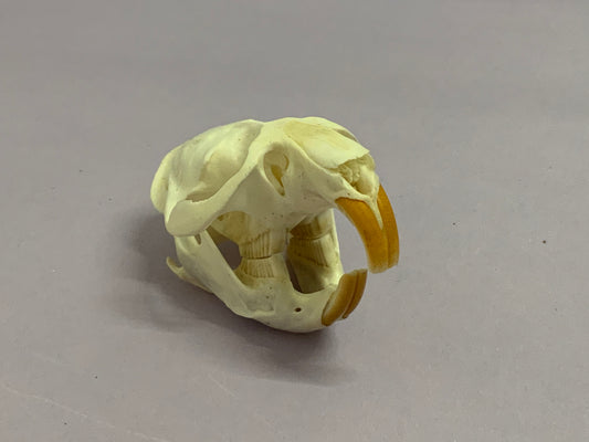 Muskrat skull