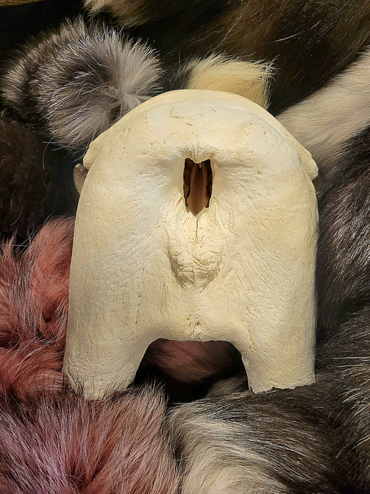 Walrus skull / nose part