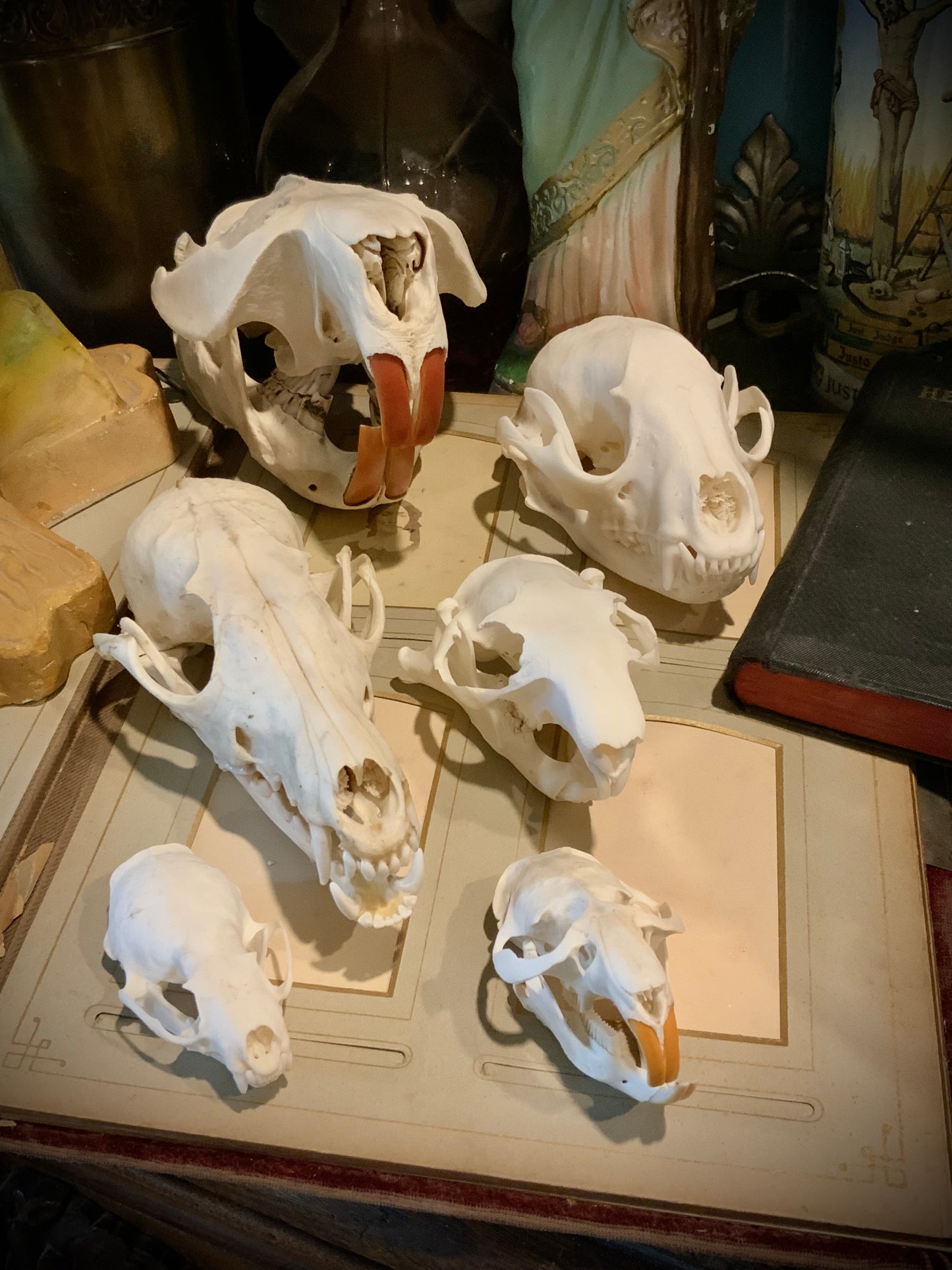 Skulls collections